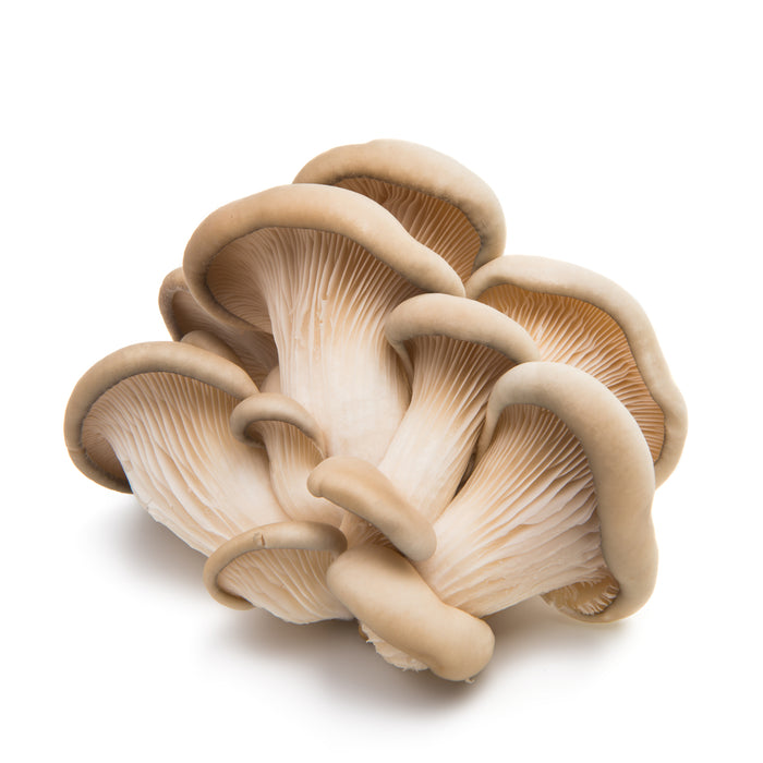 Mushrooms Oyster