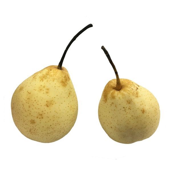 Pear Chinese